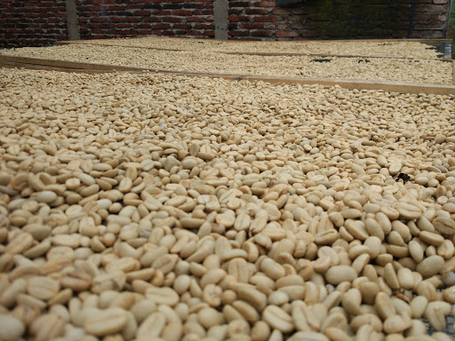 Kopi Kulon