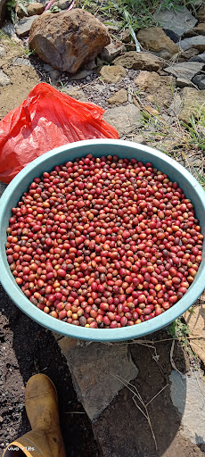 Kopi Gunung Arca