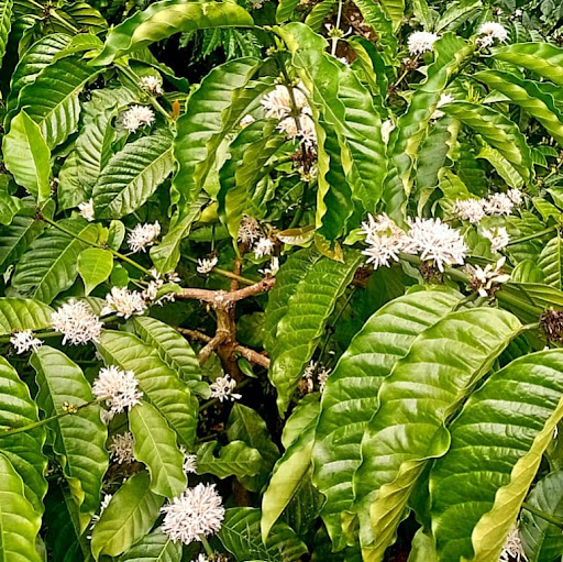 Saung Kopi Kadiran Buhun Sumedang