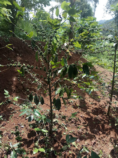 Kopi Gunung Halu